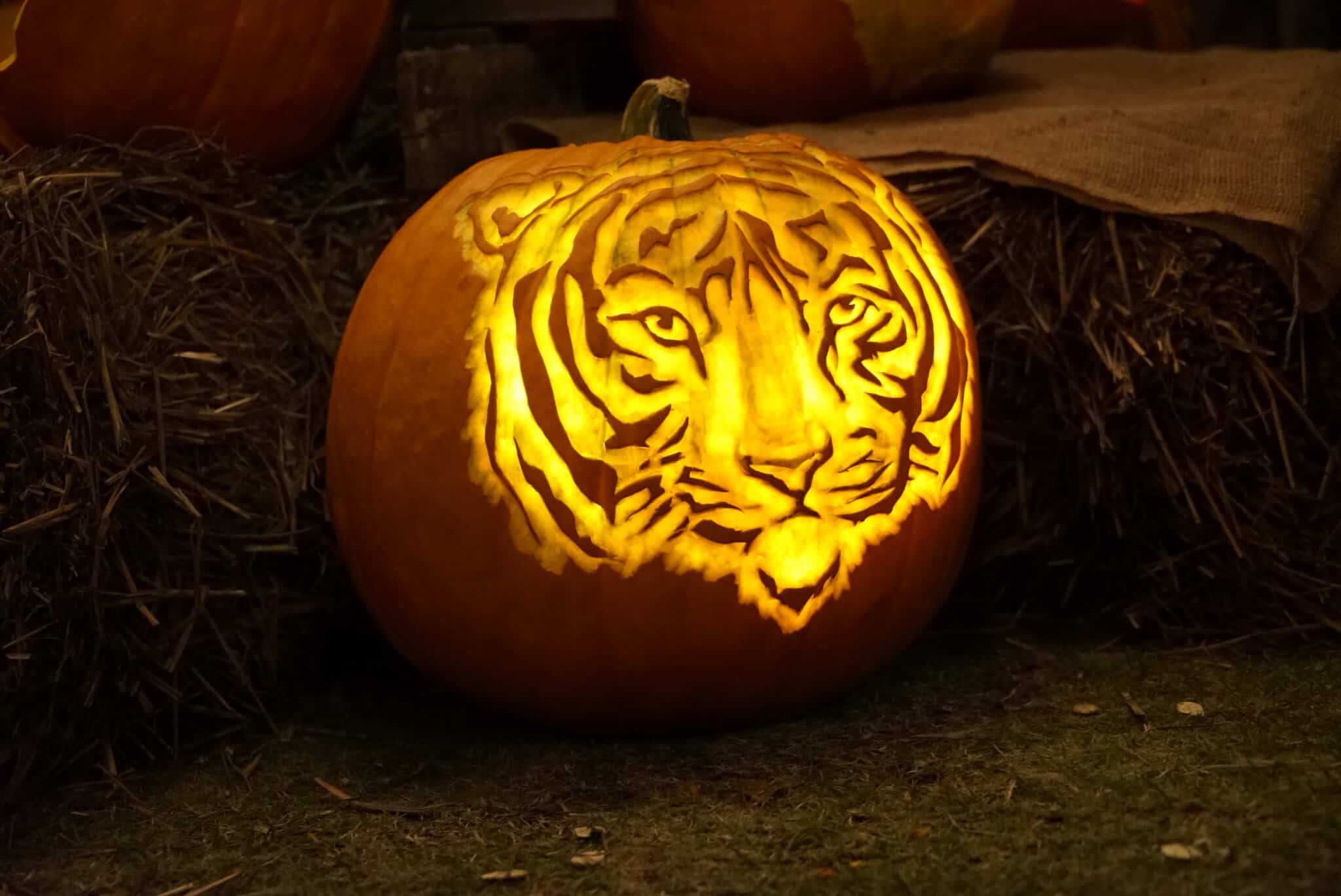Photo of a Tiger carved into a Pumpkin