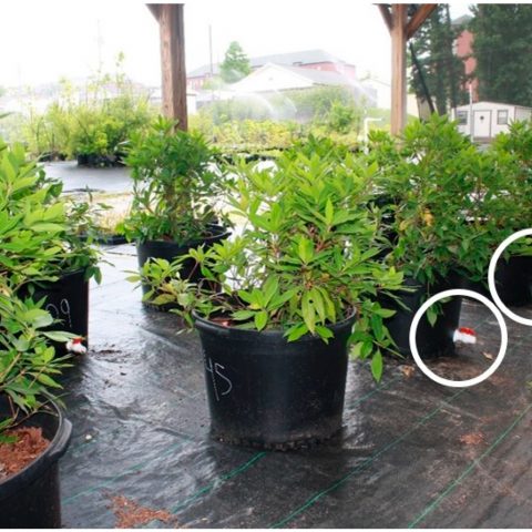 Native plant species being evaluated for flooding and drought tolerance