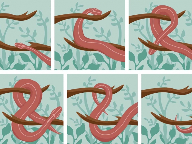 Snake Animation by Christina Hancock