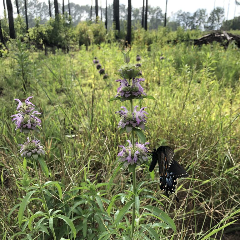 Alabama Meadows flower