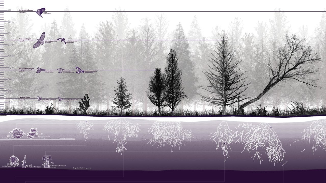 A grayscale diagram showing different tree species in a forest, birds at various heights, and root systems underground with labeled layers of soil and microorganisms.