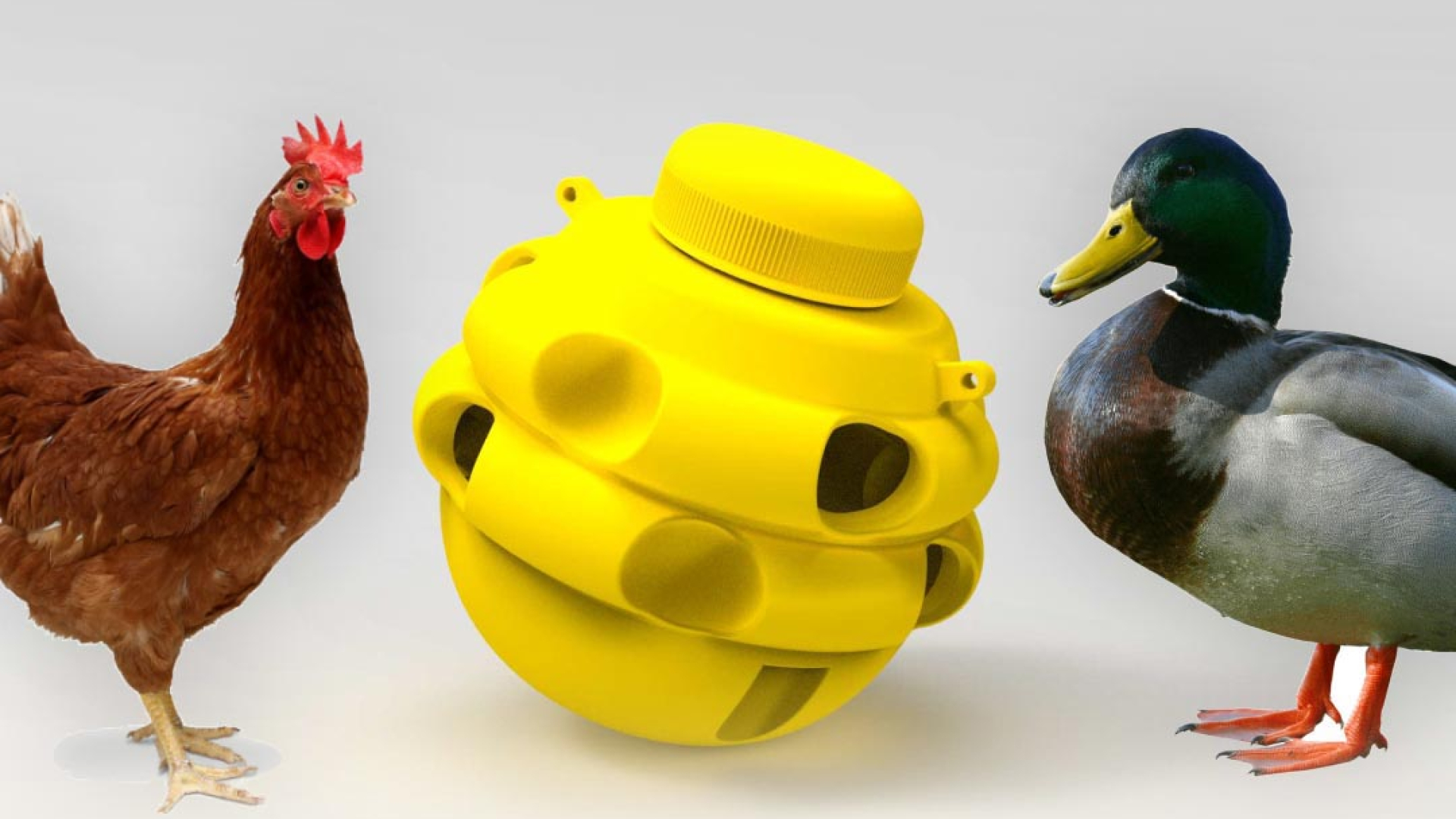 A brown chicken and a mallard duck stand next to a round yellow plastic object with multiple holes and a screw cap on top, against a plain background.