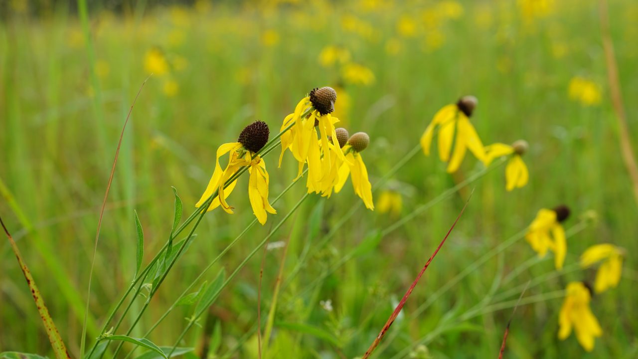Yellow wildflowers with drooping petals and dark centers grow in a green grassy field, with more flowers and blurred vegetation in the background.