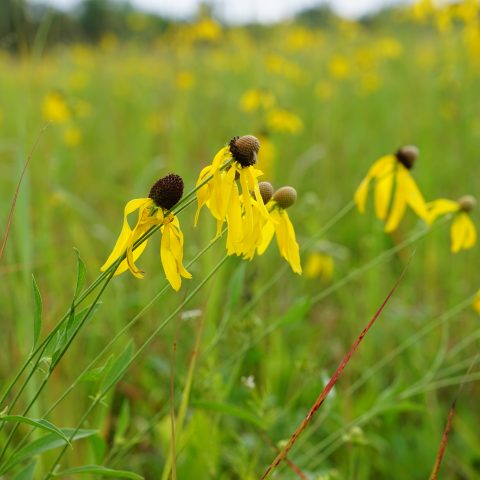 Yellow wildflowers with drooping petals and dark centers grow in a green grassy field, with more flowers and blurred vegetation in the background.