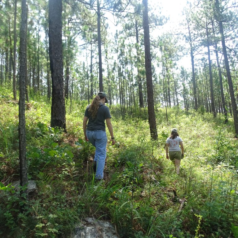Two people walk uphill through a sunlit forest with tall pine trees and dense green undergrowth.