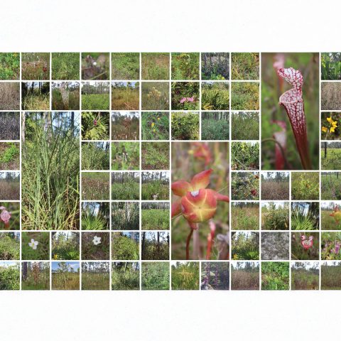 A collage of various plants and flowers in a natural outdoor setting, showing greenery, grasses, and several types of blooming flowers.
