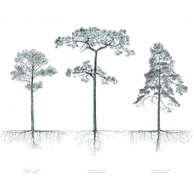 Three pine trees—loblolly pine, longleaf pine, and shortleaf pine—are illustrated with detailed views of their above and below-ground structures.