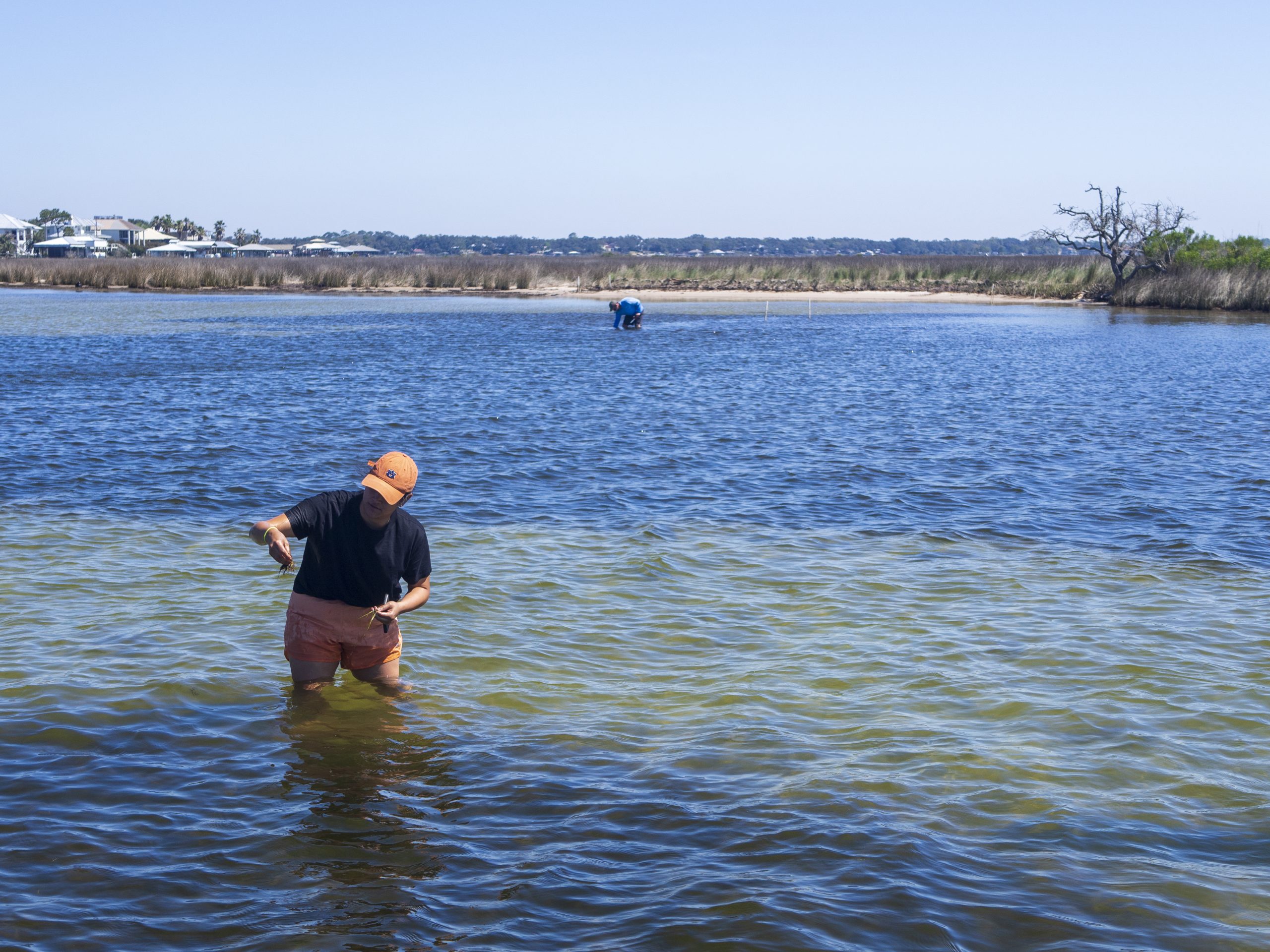 A person in an orange hat stands in shallow water examining something in their hand, with another person in the distance and marsh plants in the background.
