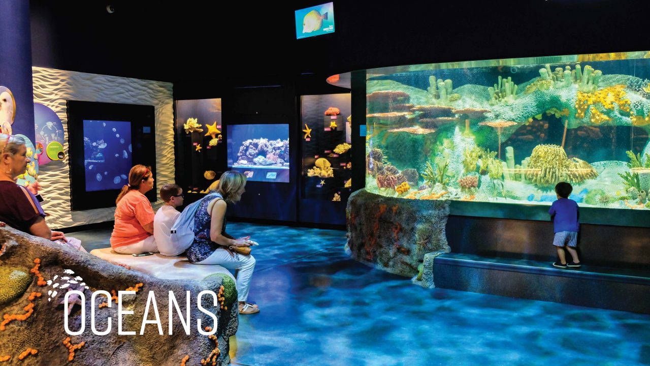 People sit and observe a large aquarium display with fish, coral, and underwater plants in a dark indoor exhibit labeled Oceans. A child stands close to the glass.
