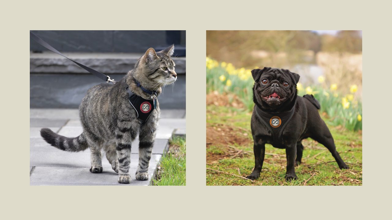A tabby cat on a leash and a black pug both wear harnesses with a no-smoking symbol on the front, outdoors in separate settings.