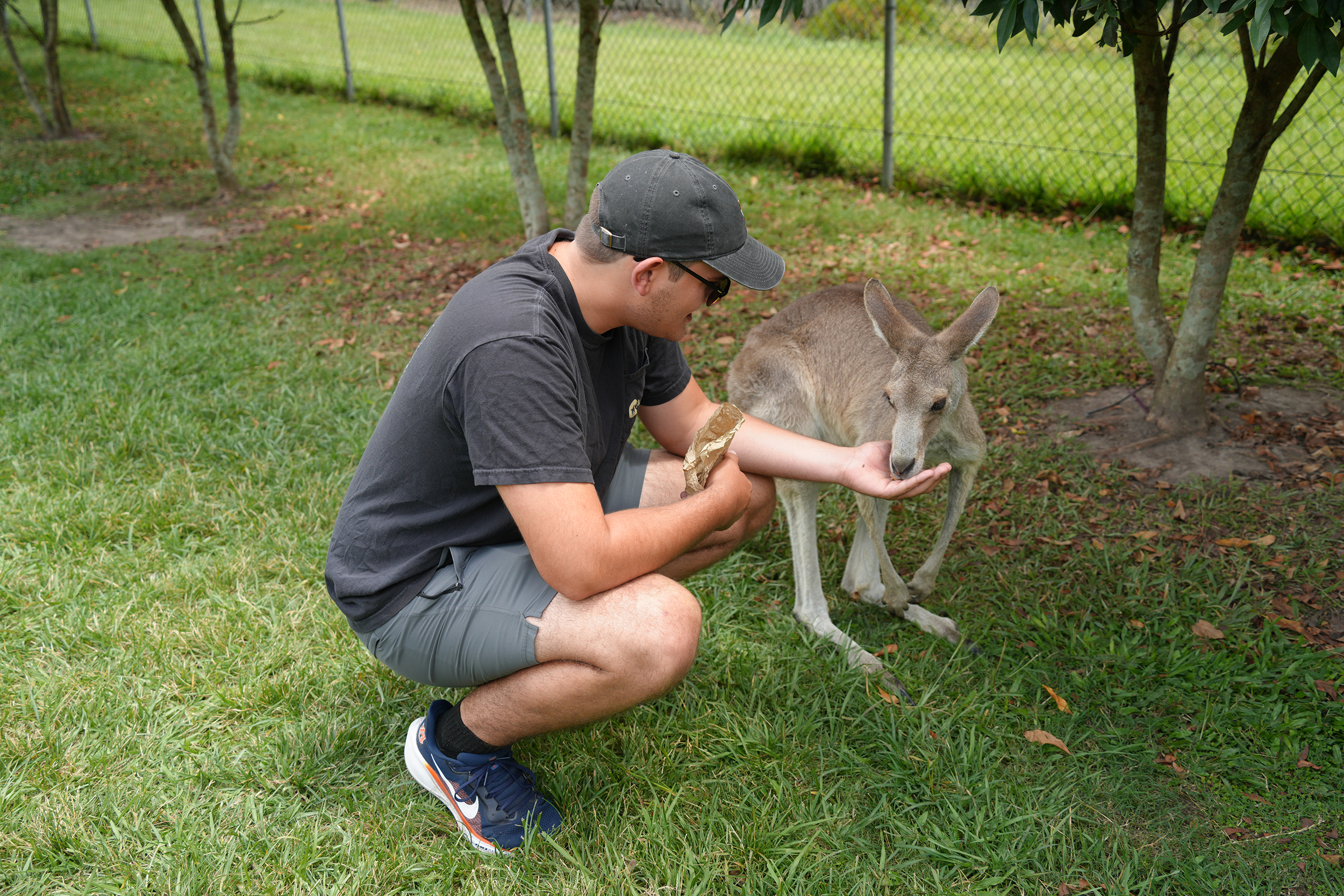 A person wearing a cap and sunglasses kneels on grass, hand-feeding a kangaroo in an outdoor fenced area with trees.
